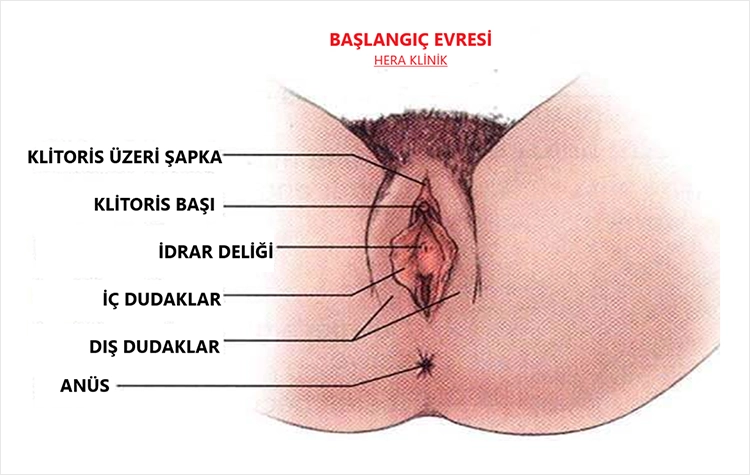 Uyarılma Evresi