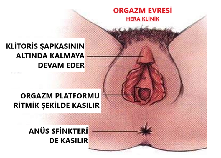 Orgazm Evresi